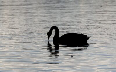 How Owners Can Prepare for Black Swan Events